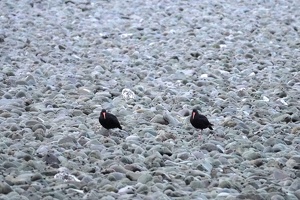 03324 two oystercatchers v1