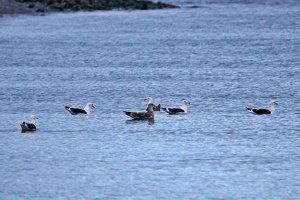 03334 bunch of gulls v1