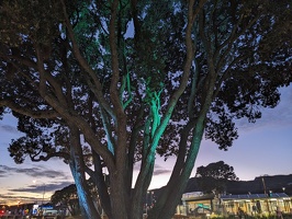 20240621 191832478 green light on tree