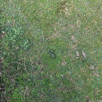 20240621 222259494 takahe poop v1