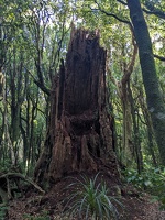 20240622 000627182 tree stump