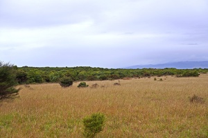 03373 grassy v1
