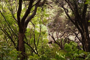 03391 woods