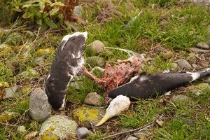 03403 former black backed gull