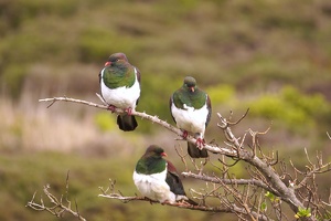 03405 three kereru v1-topaz-sharpen-denoise
