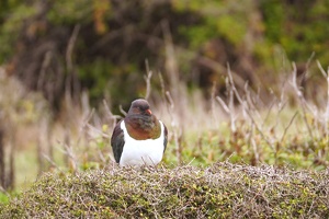 03413 a kereru v1