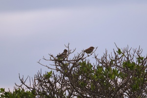 03417 some sparrows v1-topaz-sharpen