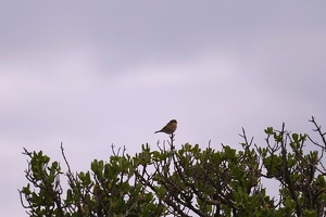 03419 silvereye v1-topaz-sharpen