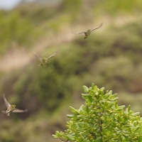 03427 silvereye v1-topaz-sharpen-denoise