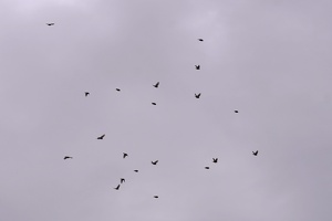 03430 flock of silvereye v1