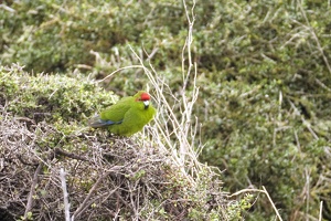 03437 kakariki v2