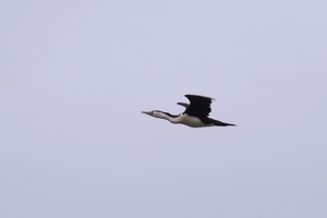 03440 pied shag v1-topaz-sharpen