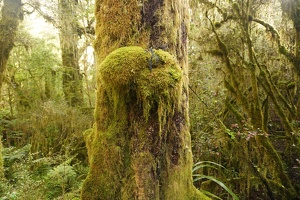 03992 mossy