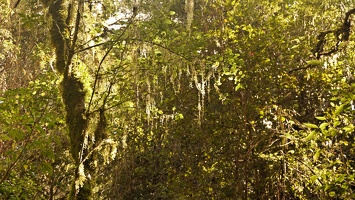 03993 hanging moss v1