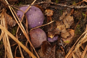 04004 velvet potato fungus v1