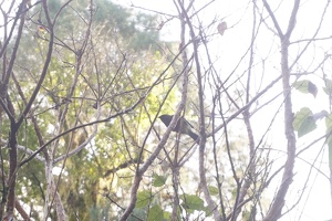 04064 bellbird v1