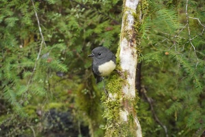 04086 robin