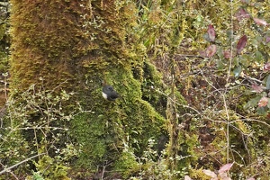 04092 robin v1