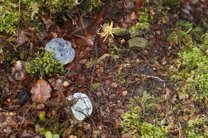 04107 rossbeevera pachydermis v1