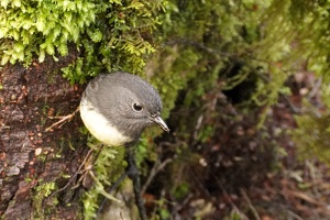 04116 robin v1