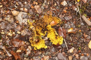 04123 yarrumia lichen from a tree v1