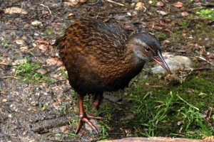 04132 another weka v1-topaz-sharpen-denoise-lighting-color v1
