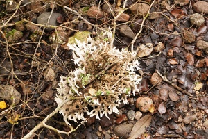 04138 speckleberry lichen v1