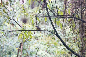 04578 eastern yellow robin-topaz-rawdenoise-sharpen