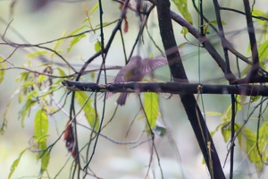04582 flying eastern yellow robin-topaz-rawdenoise-lighting