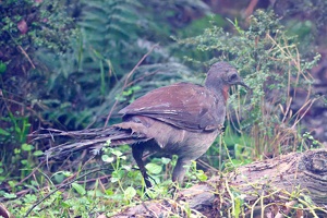 04592 superb lyrebird-topaz-rawdenoise-lighting-sharpen v1
