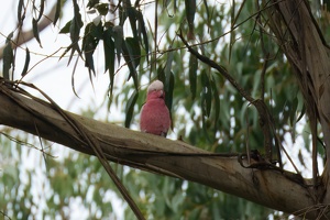 04617 galah-topaz-rawdenoise-lighting-upscale-3000w