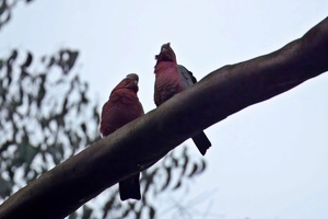04636 two galahs-topaz-rawdenoise-lighting v1