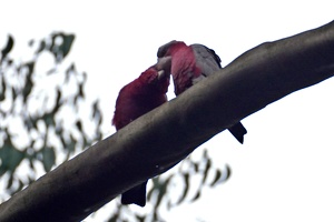 04640 two galahs v1