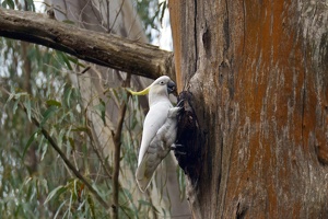 04668 sulphur crested cockatoo eating a tree-topaz-rawdenoise-sharpen v1