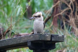 04672 nibbling kookaburra-topaz-rawdenoise-sharpen-lighting