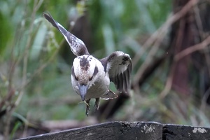 04674 kookaburra launch v1-topaz-denoise-sharpen