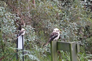 04694 two kookaburras v1