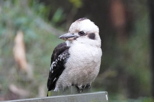 04698 kookaburra v1