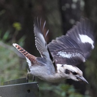04700 kookaburra takeoff v1