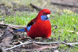 04722 crimson rosella on ground v1-topaz-denoise-sharpen