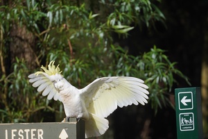 04730 sulphur crested cockatoo flapping