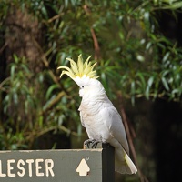 04731 poofy hair sulphur crested cockatoo v1