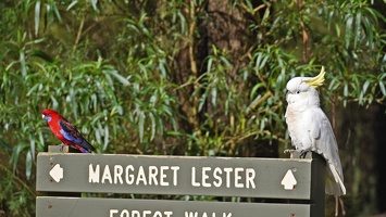 04735 crimson rosella and sulphur crested cockatoo v1