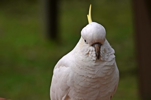 04740 cockatoo stare v1