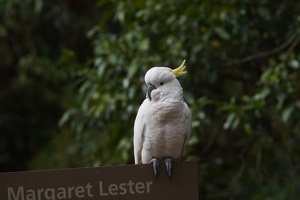 04743 sulphur crested cockatoo