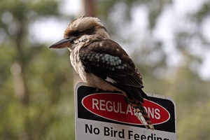 04749 dont feed the kookaburra v1