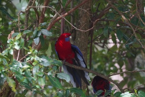 04760 crimson rosella