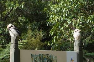 04767 two kookaburras