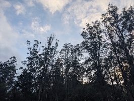 20240720 221114208 forest