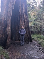 20240720 221344576 mp with big tree